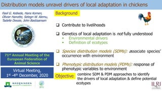 Distribution models unravel drivers of local adaptation in chickens
71st Annual Meeting of the
European Federation of
Animal Science
Fasil G. Kebede, Hans Komen,
Olivier Hanotte, Setegn W. Alemu,
Tadelle Dessie, John Bastiaansen
Virtual Meeting,
1st -4th December, 2020
 Contribute to livelihoods
 Genetics of local adaptation is not fully understood
 Environmental drivers
 Definition of ecotypes
 Species distribution models (SDMs): associate species’
occurrence with environment
 Phenotypic distribution models (PDMs): response of
phenotypic variables to environment
Background
Objective combine SDM & PDM approaches to identify
the drivers of local adaptation & define potential
ecotypes
 
