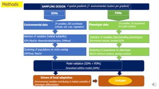 Distribution models unravel drivers of local adaptation in chickens