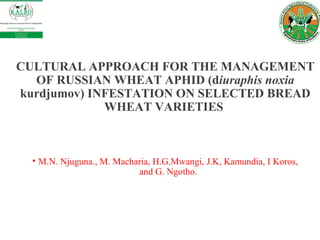 CULTURAL APPROACH FOR THE MANAGEMENT
OF RUSSIAN WHEAT APHID (diuraphis noxia
kurdjumov) INFESTATION ON SELECTED BREAD
WHEAT VARIETIES
• M.N. Njuguna., M. Macharia, H.G.Mwangi, J.K, Kamundia, I Koros,
and G. Ngotho.
 