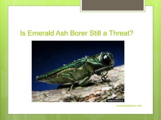 Is Emerald Ash Borer Still a Threat?
emeraldashborer.info
 