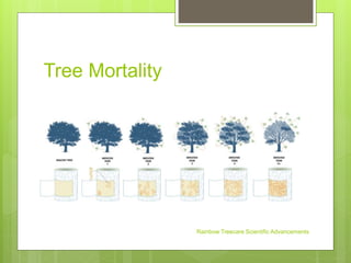 Tree Mortality
Rainbow Treecare Scientific Advancements
 