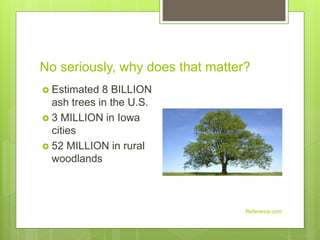 No seriously, why does that matter?
Reference.com
 Estimated 8 BILLION
ash trees in the U.S.
 3 MILLION in Iowa
cities
 52 MILLION in rural
woodlands
 