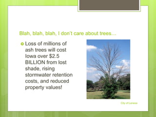 Blah, blah, blah, I don’t care about trees…
City of Lenexa
 Loss of millions of
ash trees will cost
Iowa over $2.5
BILLION from lost
shade, rising
stormwater retention
costs, and reduced
property values!
 