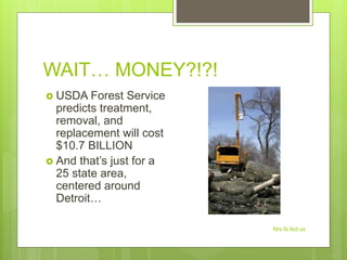 WAIT… MONEY?!?!
Nrs.fs.fed.us
 USDA Forest Service
predicts treatment,
removal, and
replacement will cost
$10.7 BILLION
 And that’s just for a
25 state area,
centered around
Detroit…
 