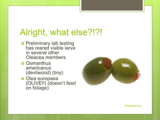 Alright, what else?!?!
Wikipedia.org
 Preliminary lab testing
has reared viable larva
in several other
Oleacea members
 Osmanthus
americanus
(devilwood) (tiny)
 Olea europaea
(OLIVE!!) (doesn’t feed
on foliage)
 