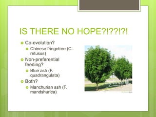 IS THERE NO HOPE?!??!?!
 Co-evolution?
 Chinese fringetree (C.
retusus)
 Non-preferential
feeding?
 Blue ash (F.
quadrangulata)
 Both?
 Manchurian ash (F.
mandshurica)
 