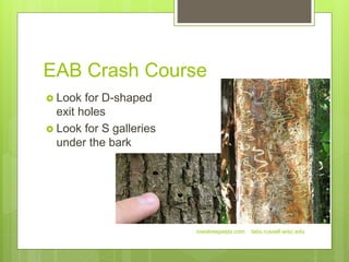 EAB Crash Course
iowatreepests.com labs.russell.wisc.edu
 Look for D-shaped
exit holes
 Look for S galleries
under the bark
 