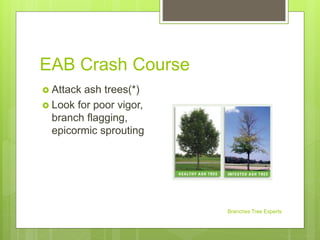 EAB Crash Course
Branches Tree Experts
 Attack ash trees(*)
 Look for poor vigor,
branch flagging,
epicormic sprouting
 