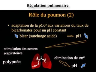 Régulation pulmonaire
 