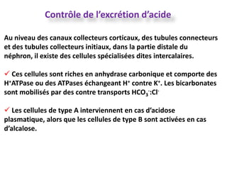 Contrôle de l’excrétion d’acide

Au niveau des canaux collecteurs corticaux, des tubules connecteurs
et des tubules collecteurs initiaux, dans la partie distale du
néphron, il existe des cellules spécialisées dites intercalaires.

 Ces cellules sont riches en anhydrase carbonique et comporte des
H+ATPase ou des ATPases échangeant H+ contre K+. Les bicarbonates
sont mobilisés par des contre transports HCO3-:Cl-

 Les cellules de type A interviennent en cas d’acidose
plasmatique, alors que les cellules de type B sont activées en cas
d’alcalose.
 