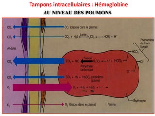Tampons intracellulaires : Hémoglobine
     AU NIVEAU DES POUMONS
 