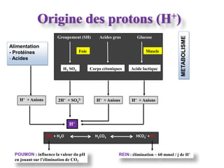 Origine des protons (H+)
                       Groupement (SH)        Acides gras        Glucose




                                                                                         METABOLISME
Alimentation
- Protéines                        Foie                               Muscle
- Acides

                          H2 SO4          Corps cétoniques    Acide lactique




    H+ + Anions         2H+ + SO42-          H+ + Anions      H+ + Anions




                              H+

                  CO2 + H2O                 H2CO3                HCO3- + H+



  POUMON : influence la valeur du pH                    REIN : élimination ~ 60 mmol / j de H+
  en jouant sur l’élimination de CO2
 