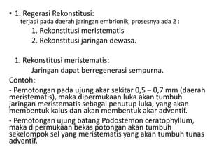 • 1. Regerasi Rekonstitusi:
terjadi pada daerah jaringan embrionik, prosesnya ada 2 :
1. Rekonstitusi meristematis
2. Rekonstitusi jaringan dewasa.
1. Rekonstitusi meristematis:
Jaringan dapat berregenerasi sempurna.
Contoh:
- Pemotongan pada ujung akar sekitar 0,5 – 0,7 mm (daerah
meristematis), maka dipermukaan luka akan tumbuh
jaringan meristematis sebagai penutup luka, yang akan
membentuk kalus dan akan membentuk akar adventif.
- Pemotongan ujung batang Podostemon ceratophyllum,
maka dipermukaan bekas potongan akan tumbuh
sekelompok sel yang meristematis yang akan tumbuh tunas
adventif.
 