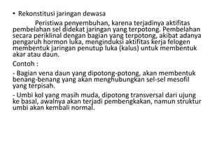 • Rekonstitusi jaringan dewasa
Peristiwa penyembuhan, karena terjadinya aktifitas
pembelahan sel didekat jaringan yang terpotong. Pembelahan
secara periklinal dengan bagian yang terpotong, akibat adanya
pengaruh hormon luka, menginduksi aktifitas kerja felogen
membentuk jaringan penutup luka (kalus) untuk membentuk
akar atau daun.
Contoh :
- Bagian vena daun yang dipotong-potong, akan membentuk
benang-benang yang akan menghubungkan sel-sel mesofil
yang terpisah.
- Umbi kol yang masih muda, dipotong transversal dari ujung
ke basal, awalnya akan terjadi pembengkakan, namun struktur
umbi akan kembali normal.
 