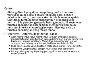 Contoh:
• - Batang dikotil yang dipotong-potong, maka tunas akan
muncul di ujung apikal dan akar di ujung basal dengan
polaritas tertentu, tunas axila akan tumbuh, namun apabila
tunas tidak tumbuh maka akan tumbuh primordia yang
dorman. Bila pemotongan pada batang monokotil, regenerasi
terbatas pada bagian karena tidak mempunyai kambium
meristem interkalar. Atau bagian yang hilangnya saja dan
terbatas pada bagian yang masih muda.
• Regenerasi Restorasi, dapat terjadi pada:
 Akar, membentuk kalus membentuk jaringan embrionik bersifat
meristematis dan akan tumbuh tunas adventif dan muncul floem yang
bukan dari adanya kambium. Munculnya tunas akar dari lapisan
subepidermal batang yang terluka dari tanaman Aristolochia.
 Pada daun sukulen yang dipotong, maka akan muncul tunas adventif.
 Kotiledone yang diisolasi, dengan munculnya akar kotiledone.
 Karangan bunga yang di potong-potong akan membentuk akar atau
tunas adventif.
 