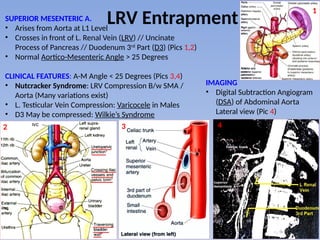 Comprehensive Anatomy and Clinical Insights on Kidney, Ureter, and ...