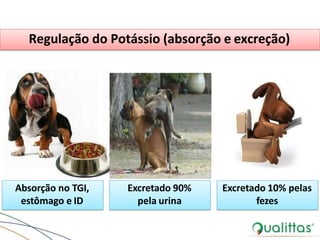 Regulação do Potássio (absorção e excreção)
Absorção no TGI,
estômago e ID
Excretado 90%
pela urina
Excretado 10% pelas
fezes
 
