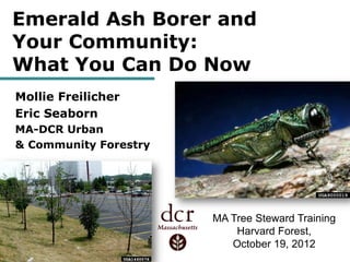 Emerald Ash Borer and
Your Community:
What You Can Do Now
Mollie Freilicher
Eric Seaborn
MA-DCR Urban
& Community Forestry




                       MA Tree Steward Training
                           Harvard Forest,
                          October 19, 2012
 