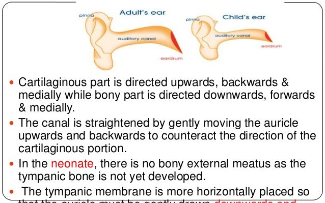 External auditory canal anatomy pathologies & management