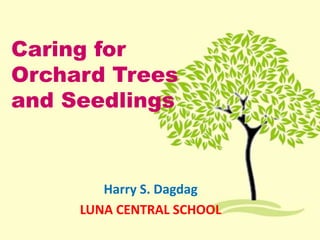 Caring for
Orchard Trees
and Seedlings
Harry S. Dagdag
LUNA CENTRAL SCHOOL
 