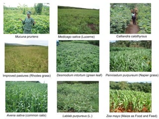 Costs and benefits analysis of feed technologies promoted by the East Africa Dairy Development Project (EADD): Study conducted in Rwanda, Uganda and Kenya