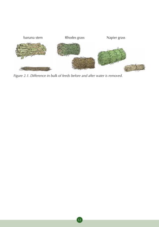 banana stem                 Rhodes grass                 Napier grass




Figure 2.1. Difference in bulk of feeds before and after water is removed.




                                           12
 