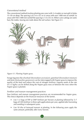 Conventional method
The conventional method involves planting one cane (with 3–4 nodes) or root split in holes
15–30 cm deep. The spacing is 0.5 m x 0.5 m in areas with over 1400 mm of rainfall. In
areas with 950–1400 mm rainfall the spacing is 1 m x 0.5 m. When cane cuttings are used,
bury the nodes, leaving one node above the soil surface. See Figure 4.1.




Figure 4.1. Planting Napier grass.

Forage legumes like silverleaf (Desmodium uncinatum), greenleaf (Desmodium intortum)
and stylo (Stylosanthes guianensis) can be intercropped with Napier grass to improve the
quality of the feed and reduce the cost of nitrogen fertilizer. Legume seeds at the rate
of 3–5 kg/ha can be drilled along the Napier grass rows or between the rows when the
Napier grass is planted.

Fertilizer and manure management practices
Four fertilizer and manure management practices are recommended for Napier grass.
The choice depends on the financial resources of the farmer.
    •	 Use 1–2 bags of TSP or DAP fertilizer per hectare at planting followed by 5–7
       bags of CAN fertilizer in three split applications per year, applied after harvesting
       and weeding in subsequent years.
    •	 Use 10 t/ha of farmyard manure at planting. In the following years apply the
       same amount, preferably after every harvest.


                                            22
 