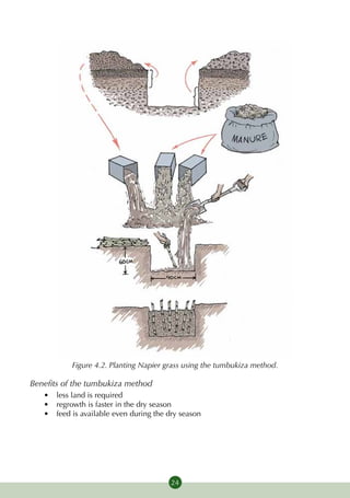 Figure 4.2. Planting Napier grass using the tumbukiza method.

Benefits of the tumbukiza method
   •	 less land is required
   •	 regrowth is faster in the dry season
   •	 feed is available even during the dry season




                                         24
 