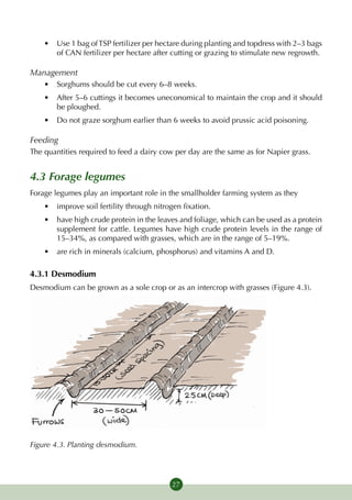 •	 Use 1 bag of TSP fertilizer per hectare during planting and topdress with 2–3 bags
       of CAN fertilizer per hectare after cutting or grazing to stimulate new regrowth.

Management
    •	 Sorghums should be cut every 6–8 weeks.
    •	 After 5–6 cuttings it becomes uneconomical to maintain the crop and it should
       be ploughed.
    •	 Do not graze sorghum earlier than 6 weeks to avoid prussic acid poisoning.

Feeding
The quantities required to feed a dairy cow per day are the same as for Napier grass.


4.3 Forage legumes
Forage legumes play an important role in the smallholder farming system as they
    •	 improve soil fertility through nitrogen fixation.
    •	 have high crude protein in the leaves and foliage, which can be used as a protein
       supplement for cattle. Legumes have high crude protein levels in the range of
       15–34%, as compared with grasses, which are in the range of 5–19%.
    •	 are rich in minerals (calcium, phosphorus) and vitamins A and D.

4.3.1 Desmodium
Desmodium can be grown as a sole crop or as an intercrop with grasses (Figure 4.3).




Figure 4.3. Planting desmodium.




                                           27
 