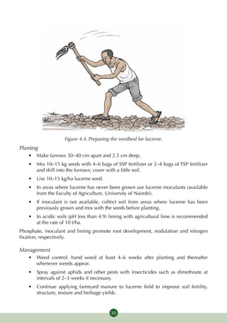 Figure 4.4. Preparing the seedbed for lucerne.
Planting
   •	 Make furrows 30–40 cm apart and 2.5 cm deep.
   •	 Mix 10–15 kg seeds with 4–6 bags of SSP fertilizer or 2–4 bags of TSP fertilizer
      and drill into the furrows; cover with a little soil.
   •	 Use 10–15 kg/ha lucerne seed.
   •	 In areas where lucerne has never been grown use lucerne inoculants (available
      from the Faculty of Agriculture, University of Nairobi).
   •	 If inoculant is not available, collect soil from areas where lucerne has been
      previously grown and mix with the seeds before planting.
   •	 In acidic soils (pH less than 4.9) liming with agricultural lime is recommended
      at the rate of 10 t/ha.
Phosphate, inoculant and liming promote root development, nodulation and nitrogen
fixation, respectively.

Management
   •	 Weed control: hand weed at least 4–6 weeks after planting and thereafter
      whenever weeds appear.
   •	 Spray against aphids and other pests with insecticides such as dimethoate at
      intervals of 2–3 weeks if necessary.
   •	 Continue applying farmyard manure to lucerne field to improve soil fertility,
      structure, texture and herbage yields.



                                         30
 