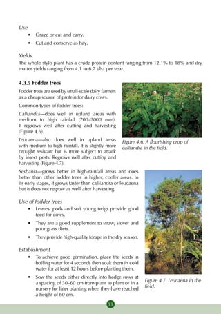 Use
    •	 Graze or cut and carry.
    •	 Cut and conserve as hay.

Yields
The whole stylo plant has a crude protein content ranging from 12.1% to 18% and dry
matter yields ranging from 4.1 to 6.7 t/ha per year.

4.3.5 Fodder trees
Fodder trees are used by small-scale dairy farmers
as a cheap source of protein for dairy cows.
Common types of fodder trees:
Calliandra—does well in upland areas with
medium to high rainfall (700–2000 mm).
It regrows well after cutting and harvesting
(Figure 4.6).
Leucaena—also does well in upland areas              Figure 4.6. A flourishing crop of
with medium to high rainfall. It is slightly more    calliandra in the field.
drought resistant but is more subject to attack
by insect pests. Regrows well after cutting and
harvesting (Figure 4.7).
Sesbania—grows better in high-rainfall areas and does
better than other fodder trees in higher, cooler areas. In
its early stages, it grows faster than calliandra or leucaena
but it does not regrow as well after harvesting.

Use of fodder trees
    •	 Leaves, pods and soft young twigs provide good
       feed for cows.
    •	 They are a good supplement to straw, stover and
       poor grass diets.
    •	 They provide high-quality forage in the dry season.

Establishment
    •	 To achieve good germination, place the seeds in
       boiling water for 4 seconds then soak them in cold
       water for at least 12 hours before planting them.
    •	 Sow the seeds either directly into hedge rows at
                                                                Figure 4.7. Leucaena in the
       a spacing of 30–60 cm from plant to plant or in a
                                                                field.
       nursery for later planting when they have reached
       a height of 60 cm.
                                             33
 