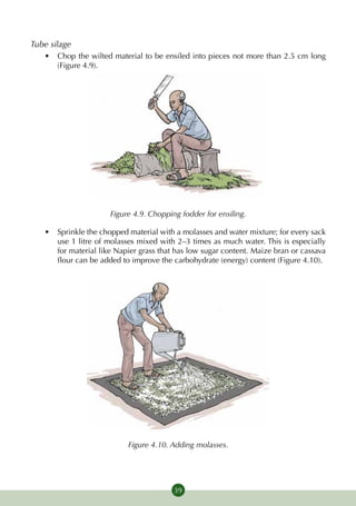 Tube silage
   •	 Chop the wilted material to be ensiled into pieces not more than 2.5 cm long
      (Figure 4.9).




                      Figure 4.9. Chopping fodder for ensiling.

   •	 Sprinkle the chopped material with a molasses and water mixture; for every sack
      use 1 litre of molasses mixed with 2–3 times as much water. This is especially
      for material like Napier grass that has low sugar content. Maize bran or cassava
      flour can be added to improve the carbohydrate (energy) content (Figure 4.10).




                           Figure 4.10. Adding molasses.




                                         39
 