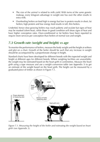 •	 The size of the animal is related to milk yield. With twins of the same genetic
         makeup, every kilogram advantage in weight one has over the other results in
         extra milk.
      •	 Overfeeding heifers on feed high in energy but low in protein results in short, fat
         heifers; high protein and low energy feed results in tall, thin heifers.
Underfed, hence slow-growing heifers may reach puberty and ovulate but signs of heat
may be masked (silent heat), while those in good condition will show signs of heat and
have higher conception rates. Over-conditioned or fat heifers have been reported to
require more services per conception than heifers of normal size and weight.


7.3 Growth rate (weight and height) vs age
To monitor the performance of heifers, measure the body weight and the height at withers
and plot on a chart. Growth of the heifer should be such that any increase in weight
should be accompanied by a proportionate change in height.
Standard charts have been developed for different breeds with the expected weight and
height at different ages for different breeds. Where weighing facilities are unavailable,
the weight may be estimated based on the heart girth in centimetres. Measure the heart
girth using a tape measure and use a weight conversion table (see Appendix 3) to get
an estimate of the weight based on the heart girth. The height can be measured by a
graduated piece of timber as shown in Figure 7.1.



                                          140
                                          138
                                          136
                                                        Level
                                          134

                           Read           132
                                          130
                           height         128

                           here           126
                                          124




  –
  –
      Proper placement
  –   of measuring stick
  –
  –
                                    Closeup of heifer
  –
  –
                                    measuring stick
  –
  –
  –
                                                           Heart girth (cm)
  –
  –
  –
  –
  –
  –
  –
  –
  –
  –
  –
  –
  –
  –
  –
  –
  –
  –
  –




Figure 7.1. Measuring the height of the heifer and estimating the weight based on heart
girth (see Appendix 3).



                                                          60
 