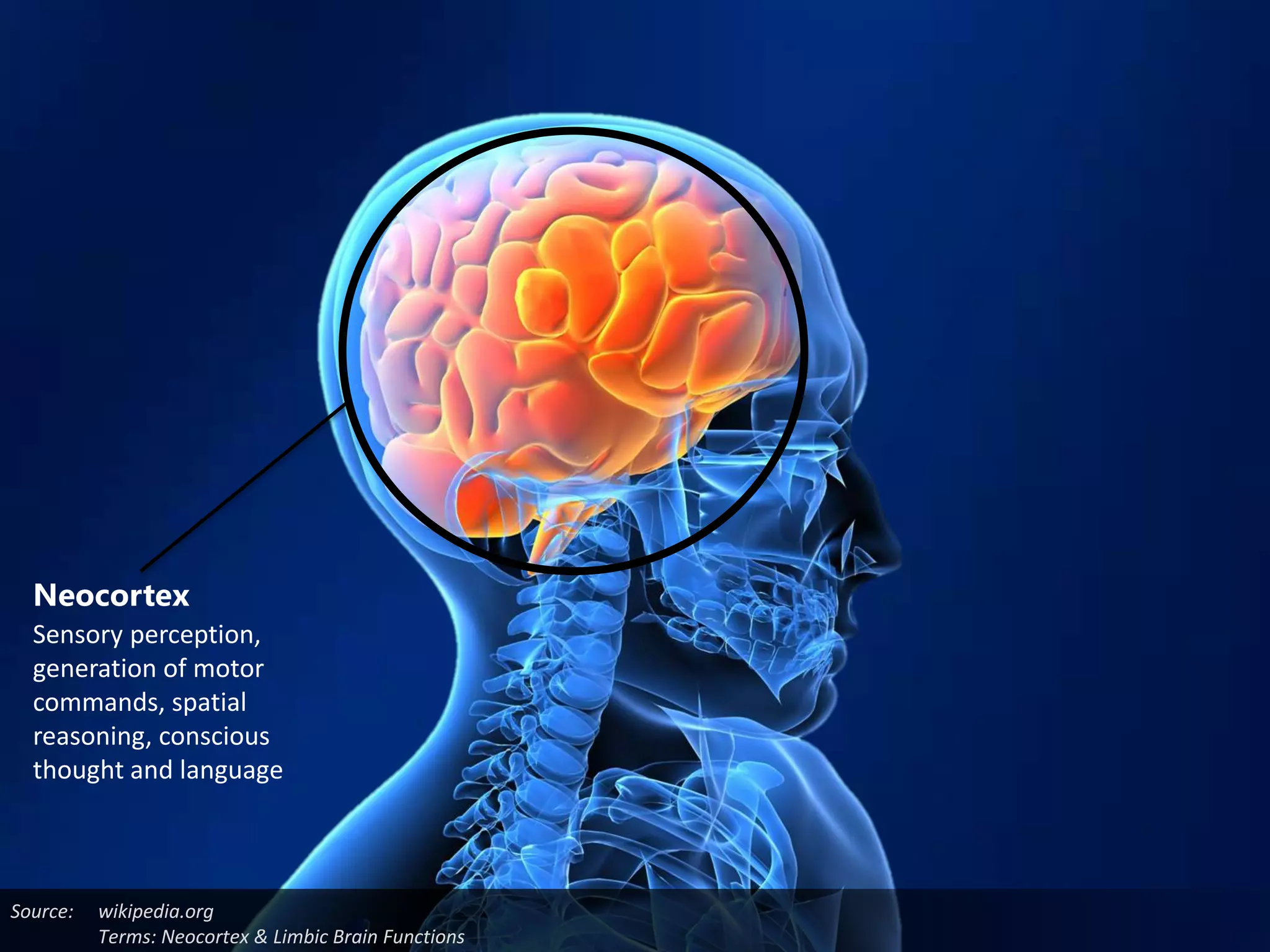 Neocortex
  Sensory perception,
  generation of motor
  commands, spatial
  reasoning, conscious
  thought and language



Source:   wikipedia.org
          Terms: Neocortex & Limbic Brain Functions
 