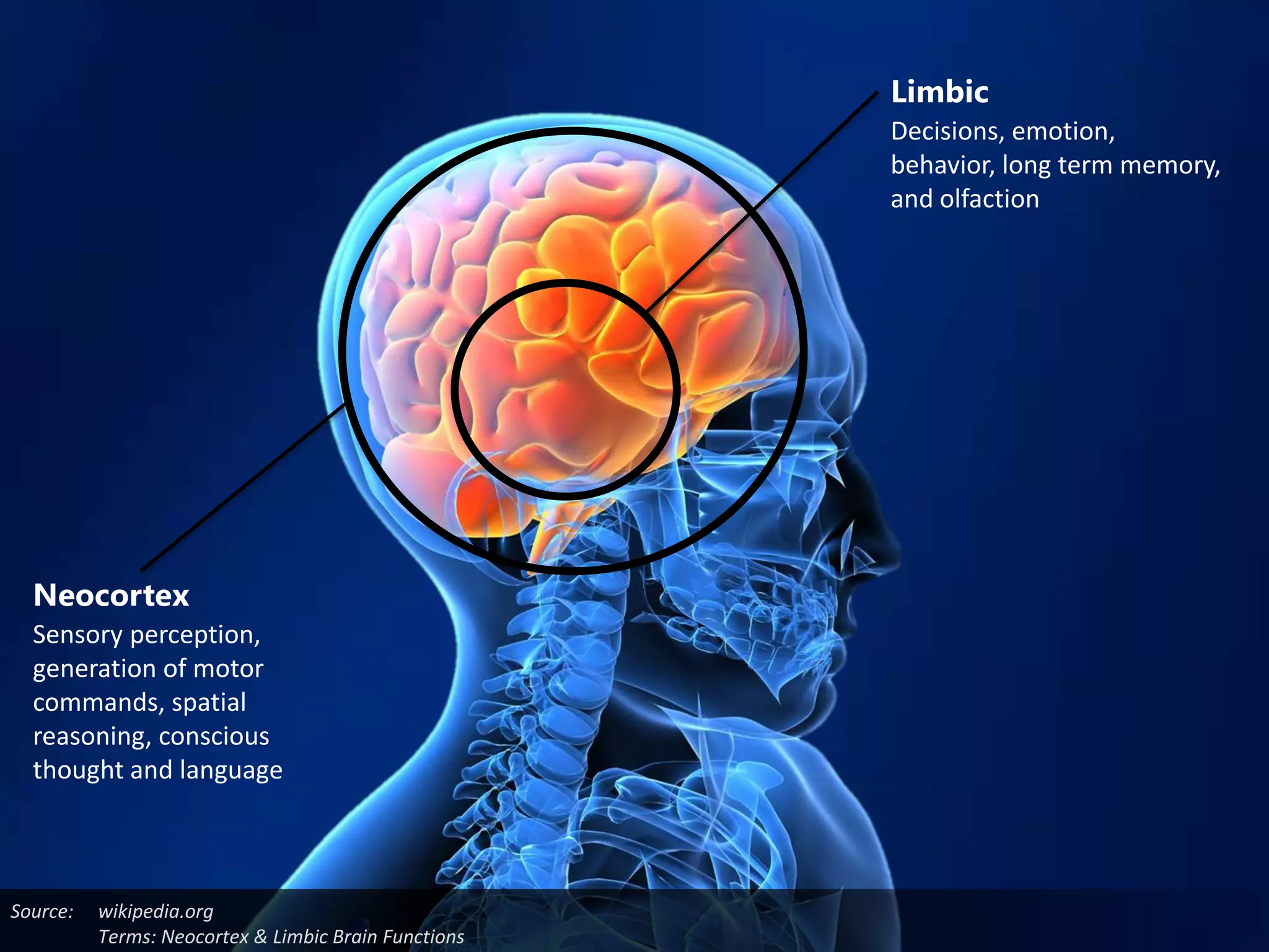 Limbic
                                                      Decisions, emotion,
                                                      behavior, long term memory,
                                                      and olfaction




  Neocortex
  Sensory perception,
  generation of motor
  commands, spatial
  reasoning, conscious
  thought and language



Source:   wikipedia.org
          Terms: Neocortex & Limbic Brain Functions
 
