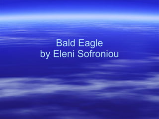 Bald Eagle by Eleni Sofroniou 