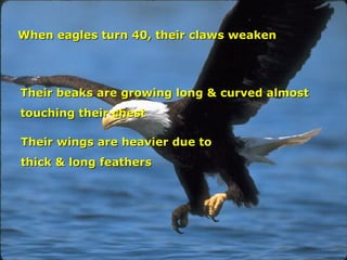 When eagles turn 40, their claws weaken   and is hard for them to catch preys Their beaks are growing long & curved almost touching their chest Their wings are heavier due to  thick & long feathers 