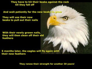 With their newly grown nails, they will then clean off their old feathers 5 months later, the eagles will fly again with their new feathers They have to hit their beaks against the rock till they fall off They will use their new beaks to pull out their nails  And wait patiently for the new beaks to grow They renew their strength for another 30 years! 