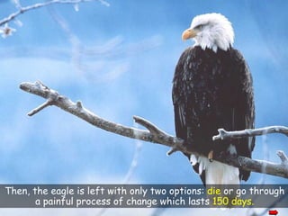 Then, the eagle is left with only two options: die or go through a painful process of change which lasts 150 days.