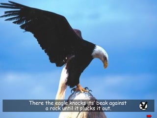 There the eagle knocks its’ beak against a rock until it plucks it out.