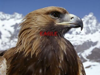 eagle
 