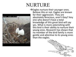NURTURE
Eagles nurture their younger ones.
Believe this or not. Eagles are known
for their aggression. They are
absolutely ferocious, aren't they? Any
one who doesn't have a total
knowledge of this great bird will say
yes. What is more astonishing with
this bird is their ability to nurture their
young ones. Research has shown that
no member of the bird family is more
gentle and attentive to its young ones
than the eagles.
 