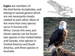 Eagles are members of
the bird family Accipitridae, and
belong to several genera which
are not necessarily closely
related to each other. Most of
the more than sixty species
occur in Eurasia and
Africa. Outside this area, just
eleven species can be found -
two species in the United States
and Canada, nine species in
Central America and South
America, and three species in
Australia.
 