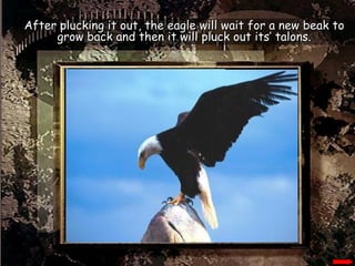 After plucking it out, the eagle will wait for a new beak to grow back and then it will pluck out its’ talons. 