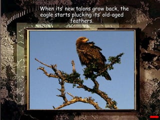 When its’ new talons grow back, the eagle starts plucking its’ old-aged feathers. 