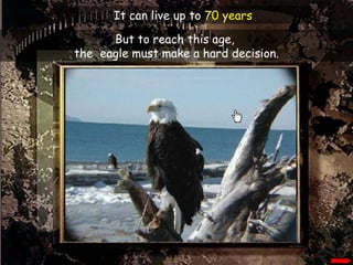 But to reach this age,  the  eagle must make a hard decision. It can live up to  70 years 