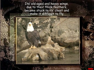 Its’ old-aged and heavy wings,  due to their thick feathers,  become stuck to its’ chest and  make it difficult to fly. 