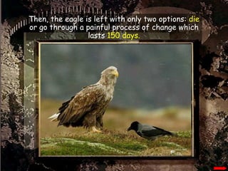 Then, the eagle is left with only two options:  die  or go through a painful process of change which lasts  150 days. 