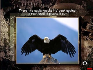 There the eagle knocks its’ beak against  a rock until it plucks it out. 