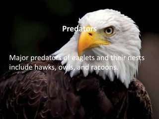 Predators
Major predators of eaglets and their nests
include hawks, owls, and racoons.
 